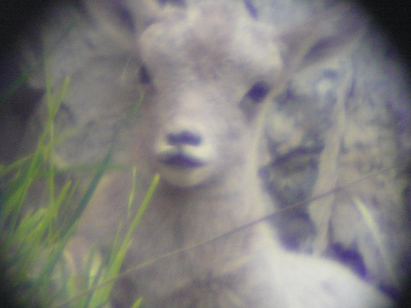 Bighorn lamb.jpg - This photo of a Bighorn lamb was taken through a spotting scope.  It isn't very good - but it is all I have.